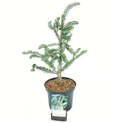 Kėnis korėjinis (Lot Abies koreana) 'Silberlocke' C2,5/P18 30-40 CM