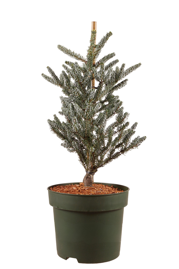Kėnis korėjinis (Lot Abies koreana) 'Silberlocke' C10 50-60 CM | KĖNIAI | SPYGLIUOČIAI