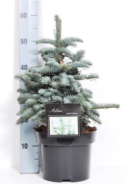 Kėnis kilnusis (Lot Abies procera) 'Glauca' C5/P23 25-30 CM - nuotrauka 1