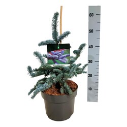 Kėnis kilnusis (Lot Abies procera) 'Glauca' C5/P23 25-30 CM - nuotrauka 2