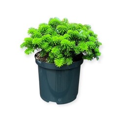 Kėnis korėjinis (Lot Abies koreana) 'Brillant' C2,5/P18 15-20 CM