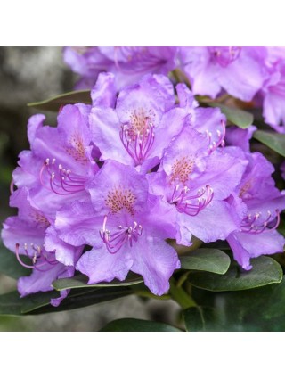 Rododendras (Lot Rhododendron Hybrid) 'Alfred' Dydis C2-RODODENDRAI-KRŪMAI