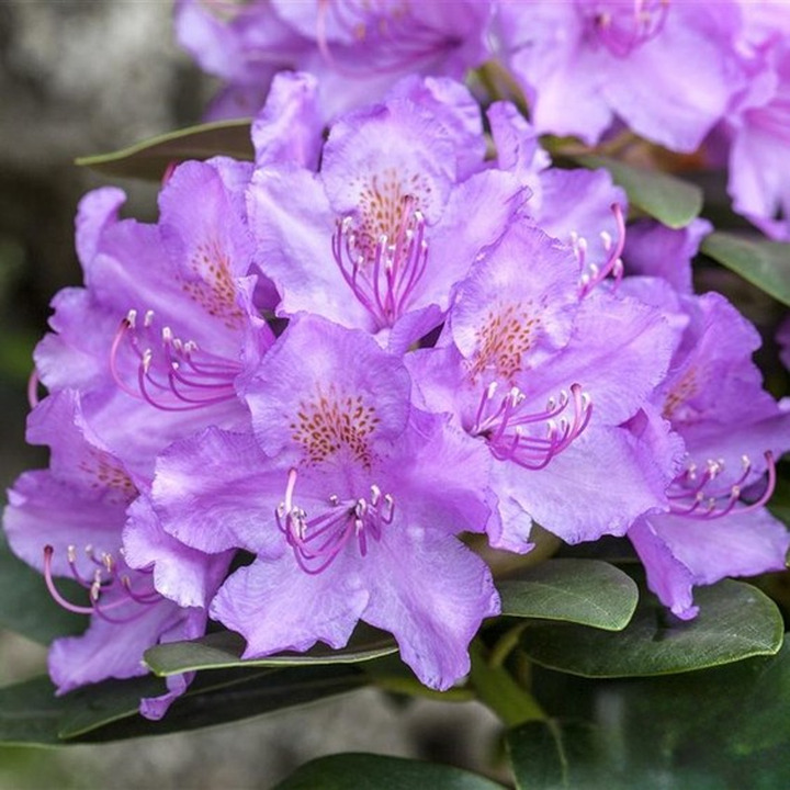 Rododendras (Lot Rhododendron Hybrid) 'Alfred' Dydis C2-RODODENDRAI-KRŪMAI