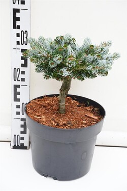 Kėnis korėjinis (Lot Abies koreana) 'Kohout's Icebreaker' C4/P21 15-20 CM