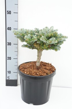 Kėnis korėjinis (Lot Abies koreana) 'Kohout's Icebreaker' C6/P25 STIEBAS 10 CM KARŪNA 25 CM