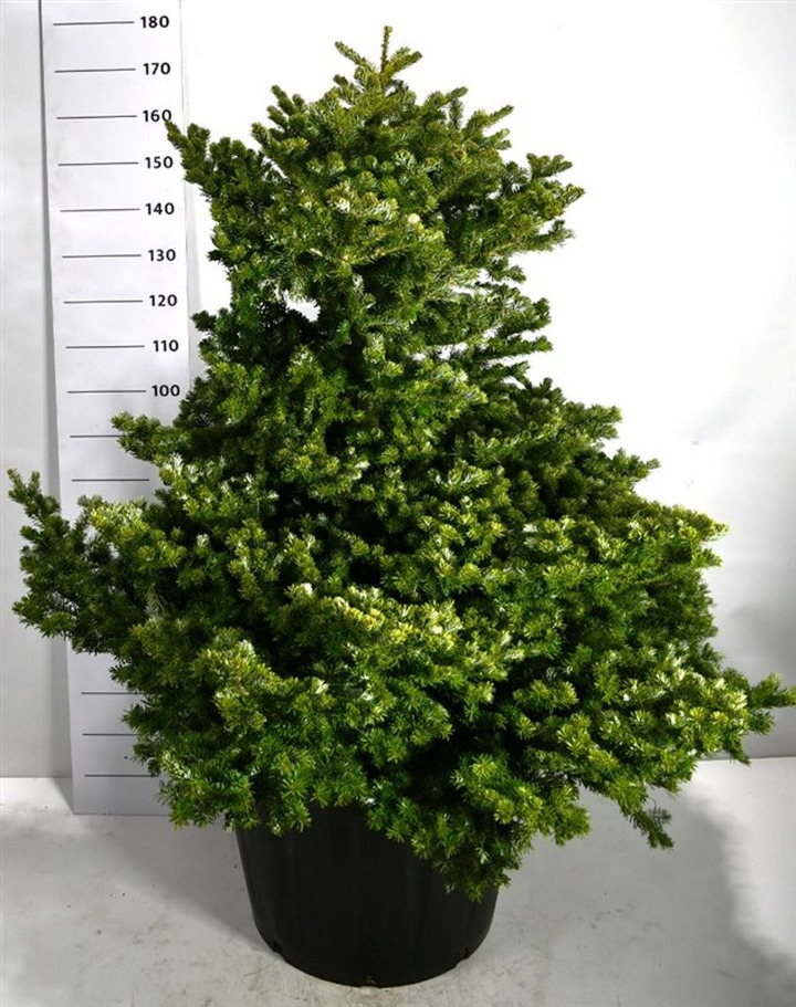 Kėnis korėjinis (Lot Abies koreana) 'Molli' C130 90-100 CM