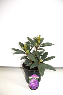 Rododendras (Lot Rhododendron Hybrid) 'Alfred' Dydis C2 - nuotrauka 2