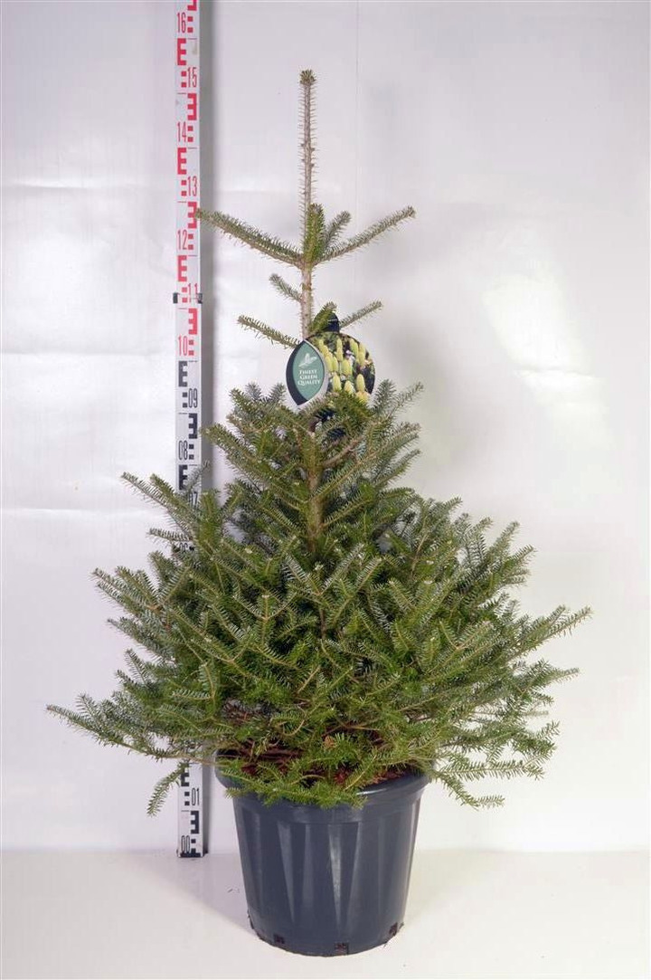 Kėnis korėjinis (Lot Abies koreana) C25 80-100 CM
