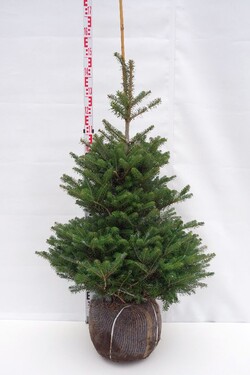 Kėnis korėjinis (Lot Abies koreana)  100-125 CM RB EXTRA