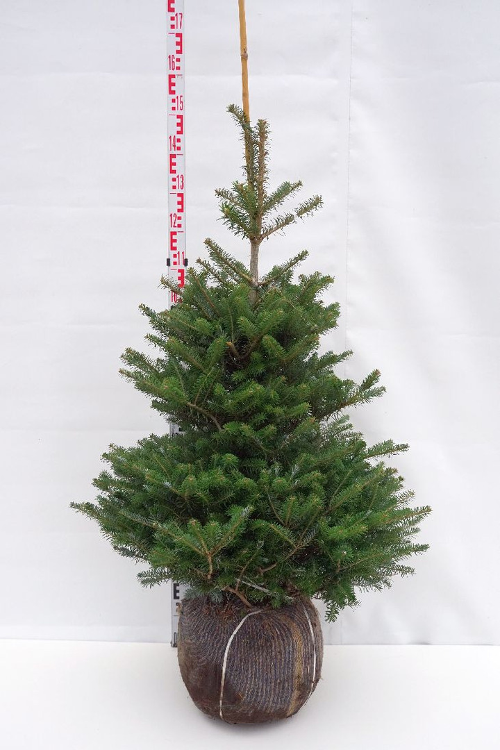 Kėnis korėjinis (Lot Abies koreana)  100-125 CM RB EXTRA