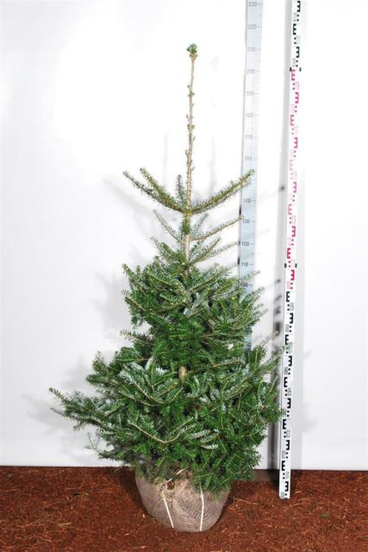 Kėnis korėjinis (Lot Abies koreana)  125-150 CM RB  EXTRA
