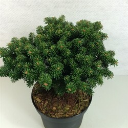 Kėnis kaukazinis (Lot Abies nordm.) 'Dobrochovice' C7,5/P26 30-40 CM