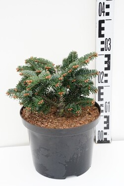 Kėnis kaukazinis (Lot Abies nordm.) 'Munsterland' C5/P23 20-25 CM