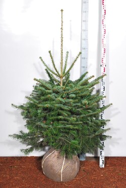 Kėnis kaukazinis (Lot Abies nordmanniana)  80-100 CM RB  EXTRA - nuotrauka 2