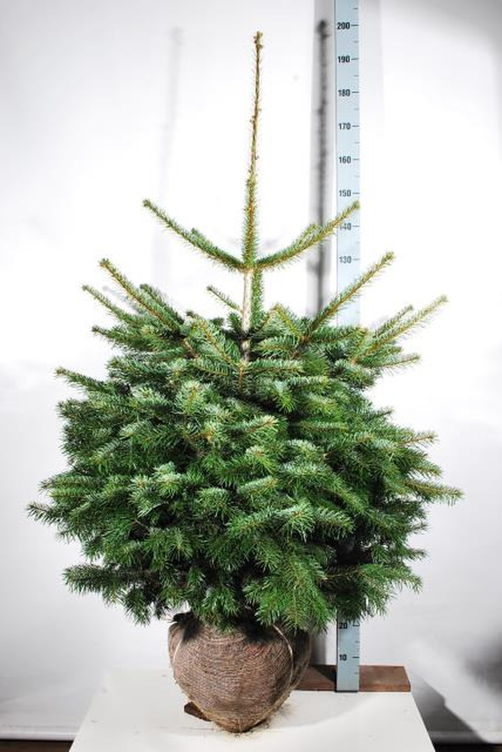 Kėnis kaukazinis (Lot Abies nordmanniana)  100-125 CM RB EXTRA