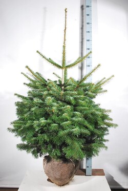 Kėnis kaukazinis (Lot Abies nordmanniana)  100-125 CM RB EXTRA - nuotrauka 2