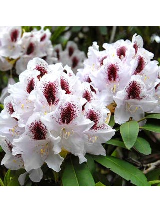 Rododendras (Lot Rhododendron Hybrid) 'Calsap' Dydis C2-RODODENDRAI-KRŪMAI