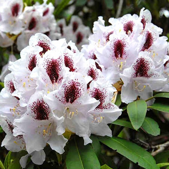 Rododendras (Lot Rhododendron Hybrid) 'Calsap' Dydis C2-RODODENDRAI-KRŪMAI
