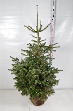 Kėnis kaukazinis (Lot Abies nordmanniana) 150-175 CM WRB | KĖNIAI | SPYGLIUOČIAI