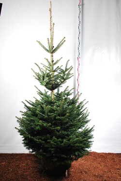 Kėnis kaukazinis (Lot Abies nordmanniana) 175-200 CM WRB | KĖNIAI | SPYGLIUOČIAI
