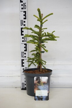Kėnis kilnusis (Lot Abies procera) 'Rat Tail' C2,5/P18 20-25 CM