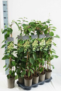 Aktinidija smailialapė (Lot Actinidia arguta) 'Fresh Jumbo' P17 60-100 3-STICK | AKTINIDIJOS | VAISMEDŽIAI - VAISKRŪMIAI