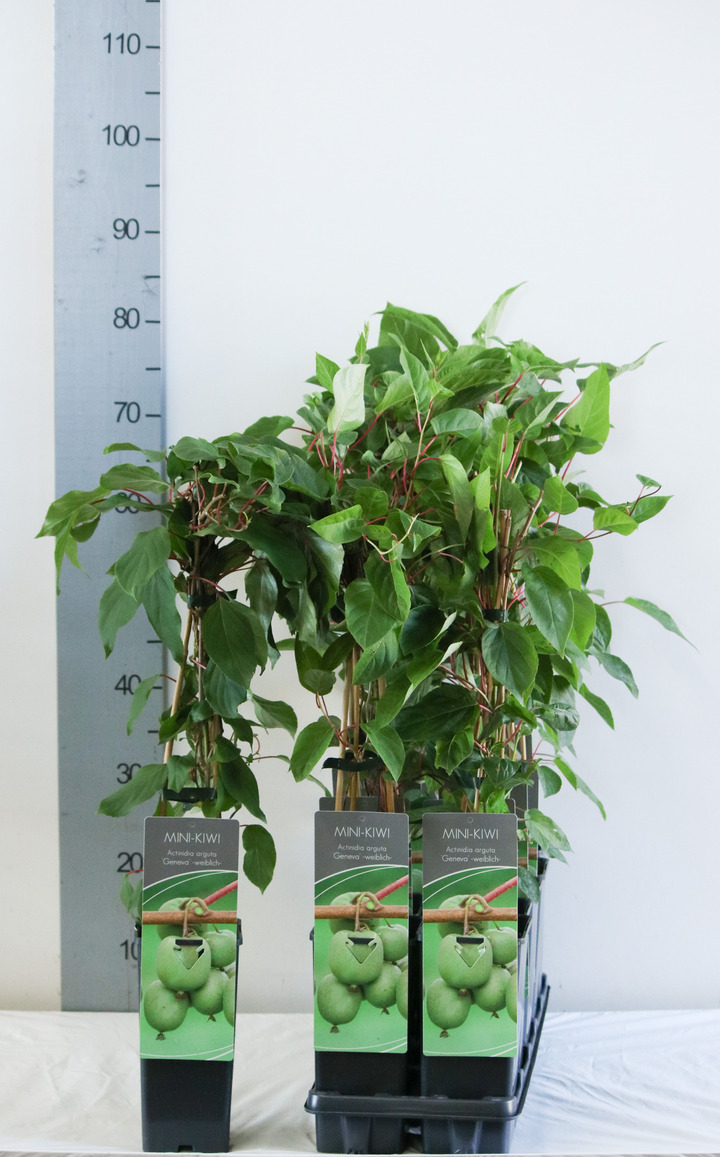 Aktinidija smailialapė (Lot Actinidia arguta) 'Geneva' P17 40-60 CM 3 STICK