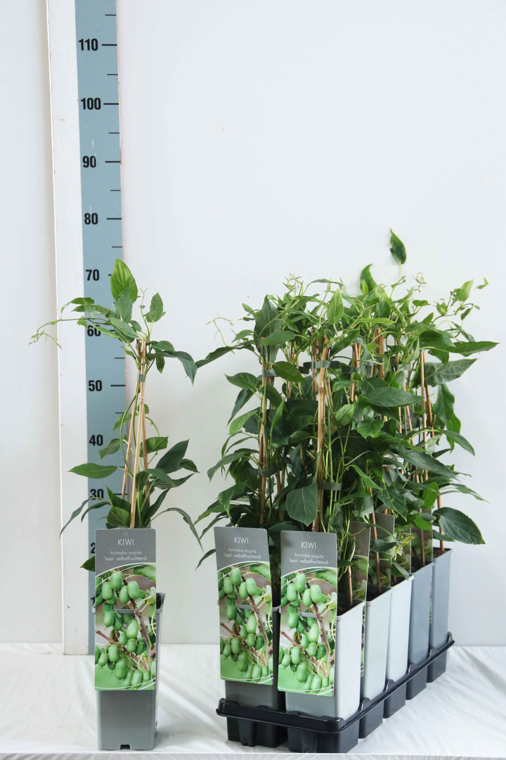 Aktinidija smailialapė (Lot Actinidia arg.) 'Issai' P17 40-60 CM 3 STICK