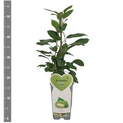 Aktinidija smailialapė (Lot Actinidia arg.) 'Issai' C2/P17 BUSH - nuotrauka 2