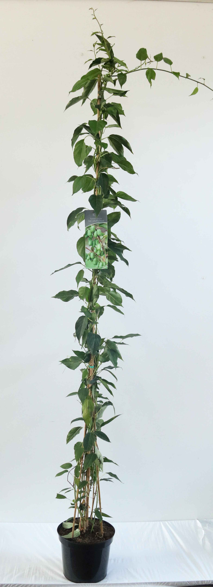 Aktinidija smailialapė (moteriška+vyryška) (Lot Actinidia arg.) 'Issai' C7,5/P26 150-200 CM | AKTINIDIJOS | VAISMEDŽIAI - VAISKR