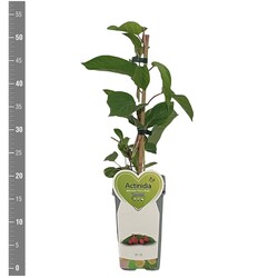Aktinidija smailialapė (Lot Actinidia arg.) 'Ken's Red' C2/P17 BUSH