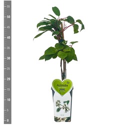 Aktinidija smailialapė (Lot Actinidia arguta) 'Nostino' C2/P17 BUSH