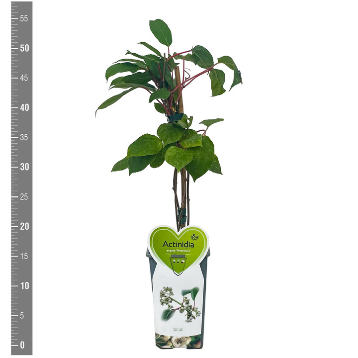 Aktinidija smailialapė (Lot Actinidia arguta) 'Nostino' C2/P17 BUSH