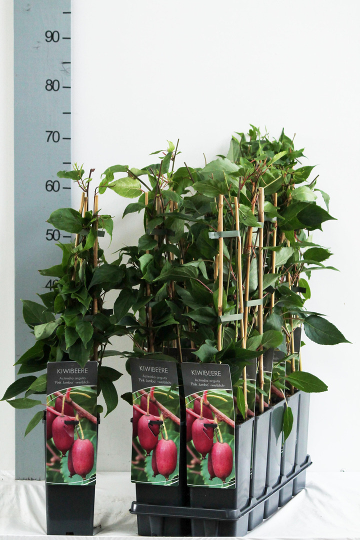 Aktinidija smailialapė (Lot Actinidia arguta) 'Pink Jumbo' P17 40-60 CM 3 STICK | AKTINIDIJOS | VAISMEDŽIAI - VAISKRŪMIAI