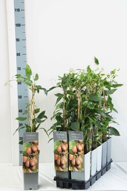 Aktinidija smailialapė (Lot Actinidia arguta) P17 40-60 CM 3 STICK | AKTINIDIJOS | VAISMEDŽIAI - VAISKRŪMIAI