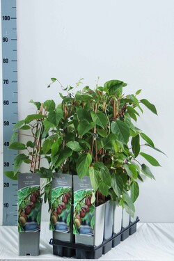 Aktinidija smailialapė (Lot Actinidia arguta) 'Red Jumbo' P17 40-60 CM 3 STICK | AKTINIDIJOS | VAISMEDŽIAI - VAISKRŪMIAI