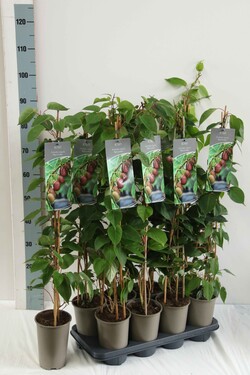 Aktinidija smailialapė (Lot Actinidia arguta) 'Red Jumbo' P17 60-100 3-STICK | AKTINIDIJOS | VAISMEDŽIAI - VAISKRŪMIAI