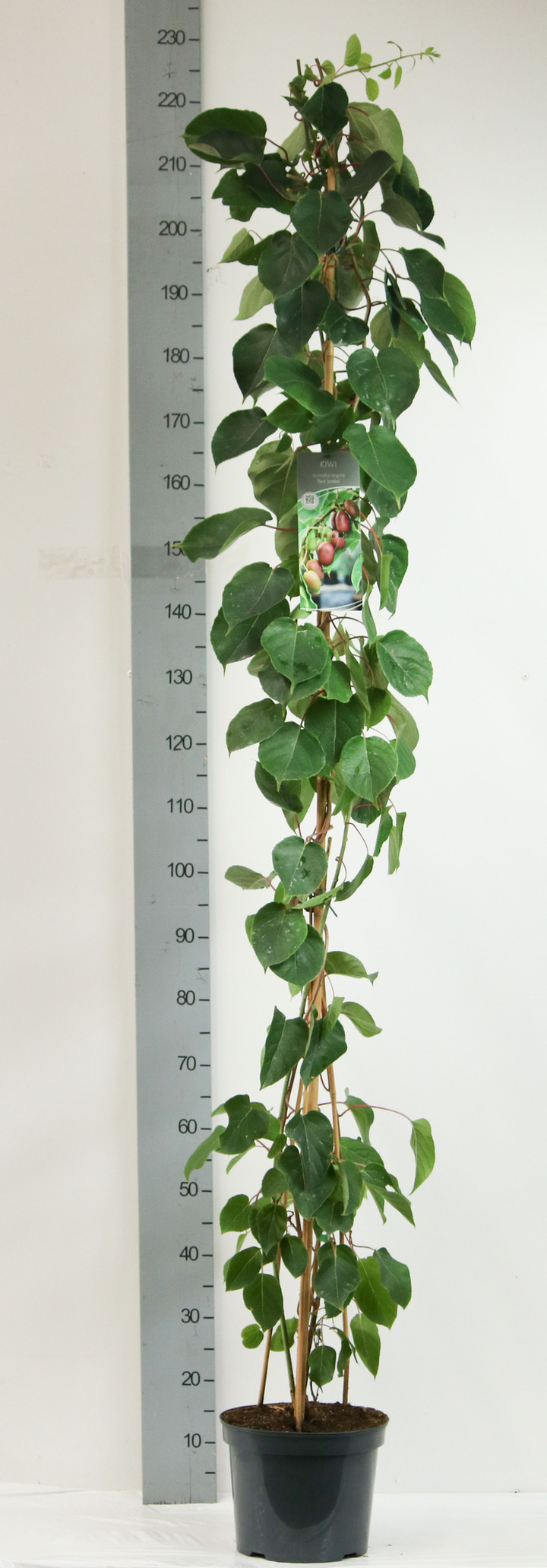 Aktinidija smailialapė (Lot Actinidia arguta) 'Red Jumbo' C7,5/P26 100-150 CM | AKTINIDIJOS | VAISMEDŽIAI - VAISKRŪMIAI
