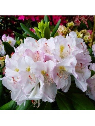 Rododendras (Lot Rhododendron Hybrid) 'Catawbiense Album' Dydis C2-RODODENDRAI-KRŪMAI
