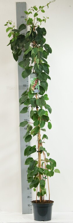 Aktinidija smailialapė (Lot Actinidia arguta) 'Red Jumbo' C7,5/P26 150-200 CM | AKTINIDIJOS | VAISMEDŽIAI - VAISKRŪMIAI