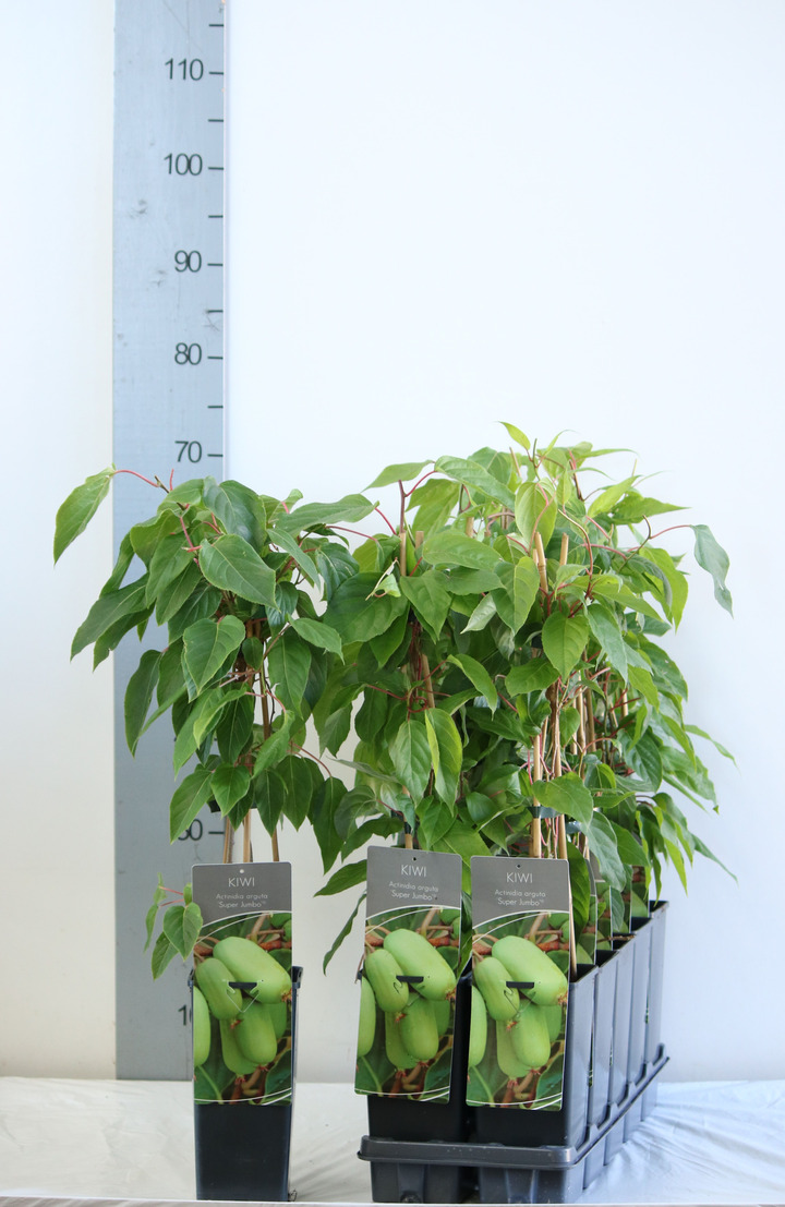 Aktinidija smailialapė (Lot Actinidia arguta) 'Super Jumbo' P17 40-60 CM 3 STICK | AKTINIDIJOS | VAISMEDŽIAI - VAISKRŪMIAI