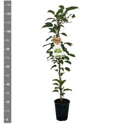 Aktinidija smailialapė (Lot Actinidia arguta) 'Vitikiwi' C4/P21 120 CM