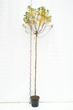 Klevas trakinis (Lot Acer camp.) 'Anny's Globe' C20 STIEBAS 220 CM KAMIENO APIMTIS 8-10 CM