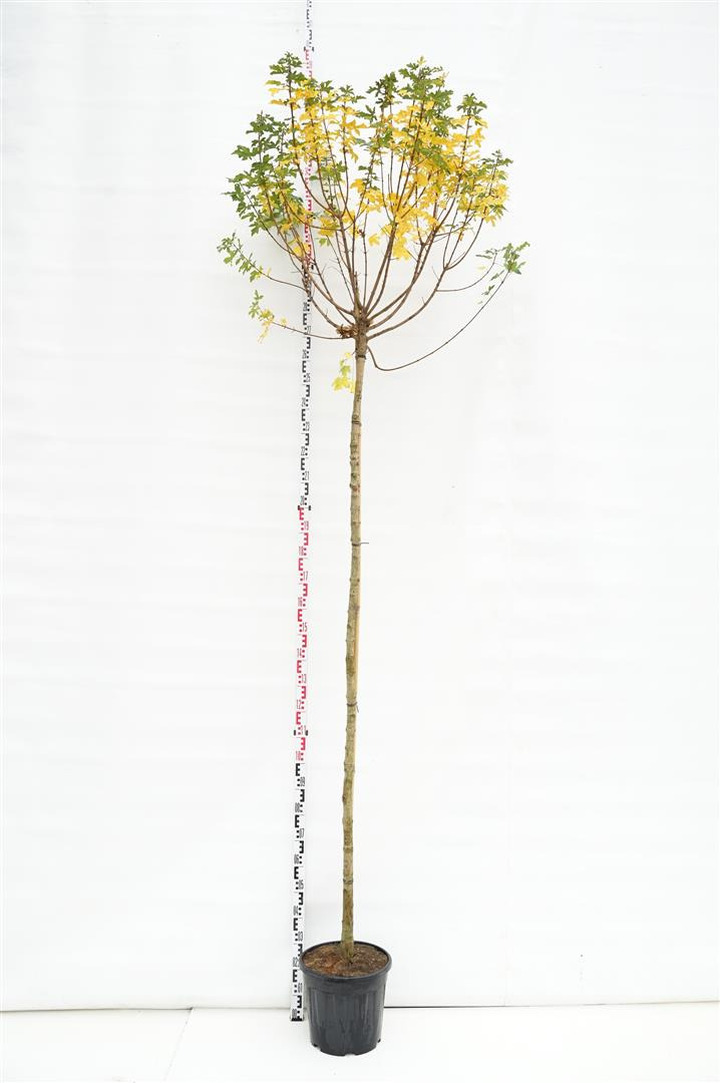 Klevas trakinis (Lot Acer camp.) 'Anny's Globe' C20 STIEBAS 220 CM KAMIENO APIMTIS 8-10 CM