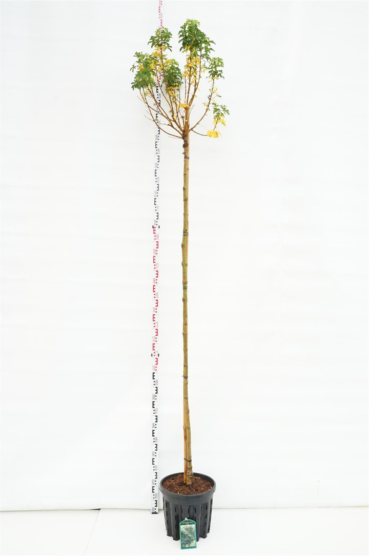 Klevas trakinis (Lot Acer camp.) 'Anny's Globe' C25 STIEBAS 225 CM KAMIENO APIMTIS 6-8 CM