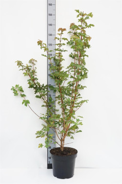 Klevas trakinis (Lot Acer campestre)  C7,5/P26 100-125 CM