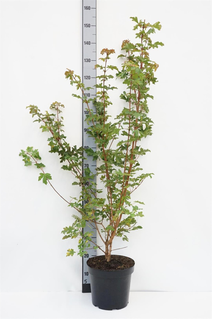 Klevas trakinis (Lot Acer campestre)  C7,5/P26 100-125 CM