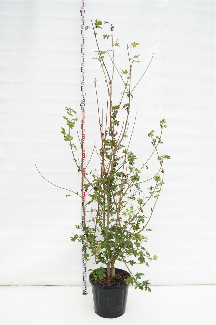 Klevas trakinis (Lot Acer campestre)  C30 200-250 CM