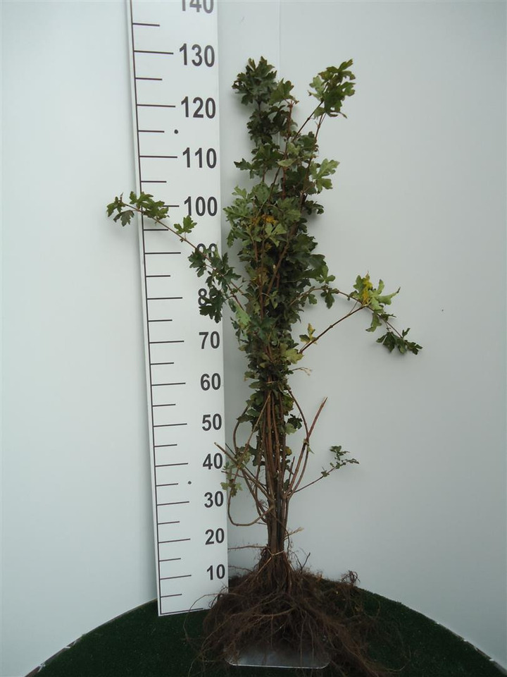 Klevas trakinis (Lot Acer campestre)  1+1 50-80 CM