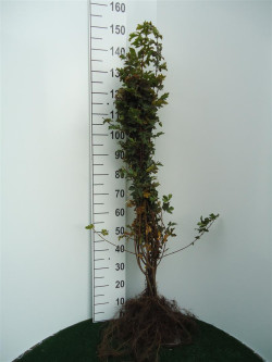 Klevas trakinis (Lot Acer campestre)  1+1 60-100 CM